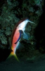 Goatfish with cleaner wrasse, Nuweiba, Egypt.  F90X and 6... by David Stephens 